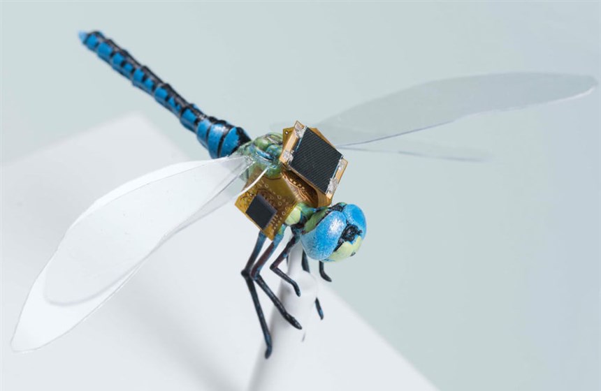 Reprogramming Nature Into Swarms Of Cyborgs